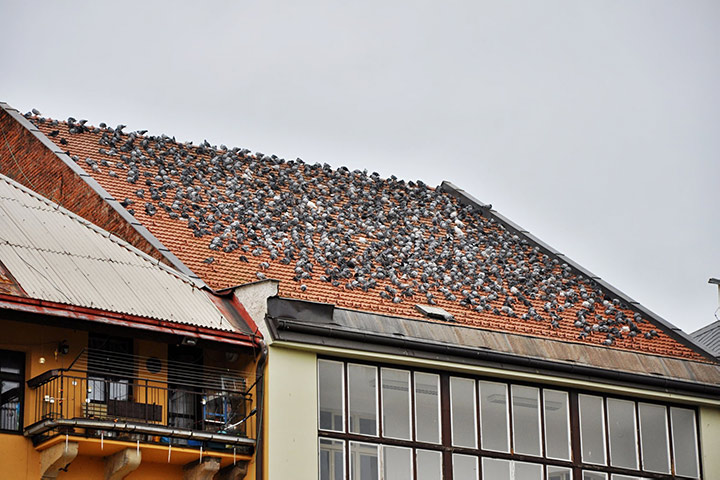 A2B Pest Control are able to install spikes to deter birds from roofs in Arbroath. 