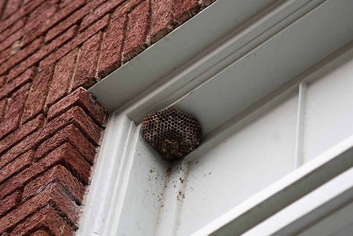 We provide a wasp nest removal service for domestic and commercial properties in Arbroath.